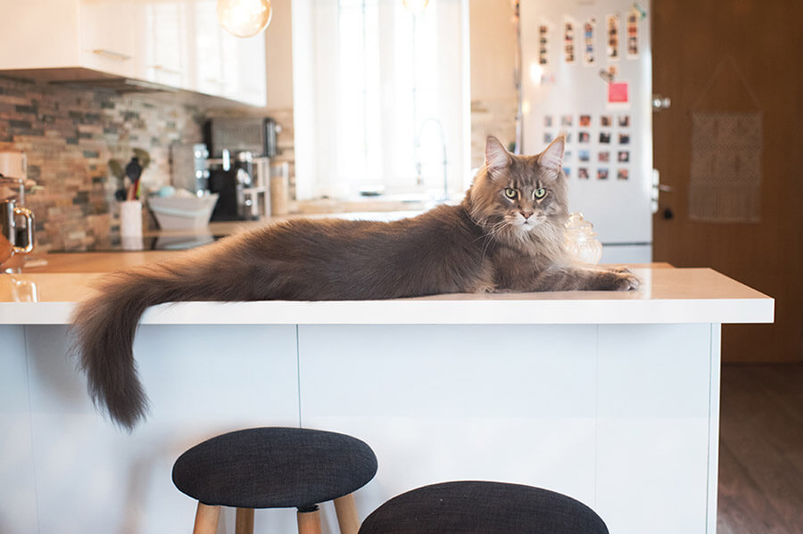 Portrait d'un chat de race Maine coon.