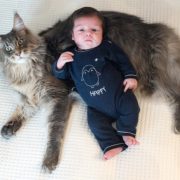 Portrait original d'un nouveau-né et d'un gros chat Maine coon gris.