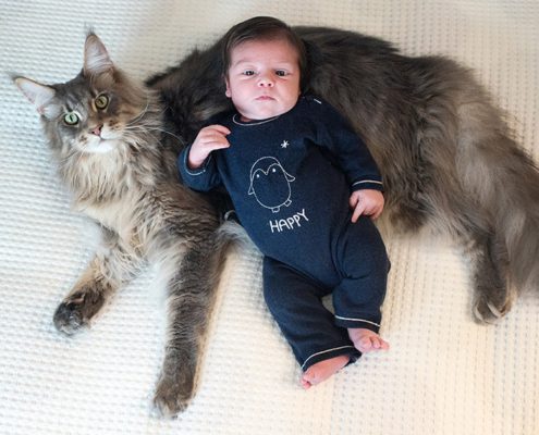Portrait original d'un nouveau-né et d'un gros chat Maine coon gris.