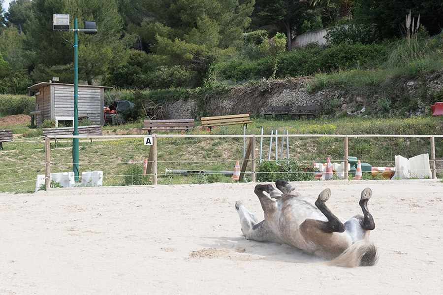 Cheval allongé sur le dos.