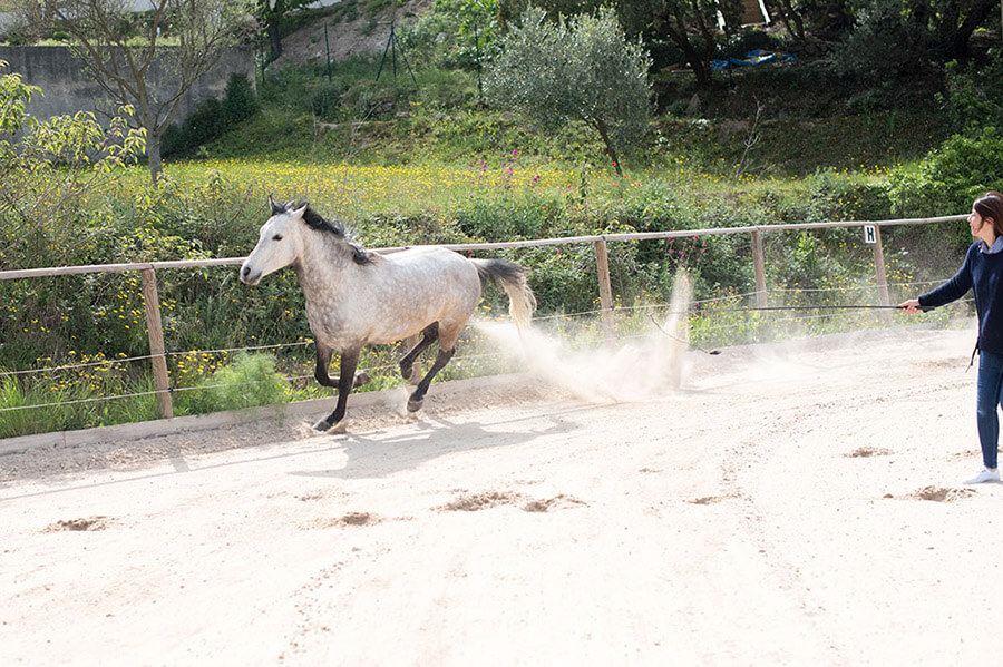 Cheval au galop.